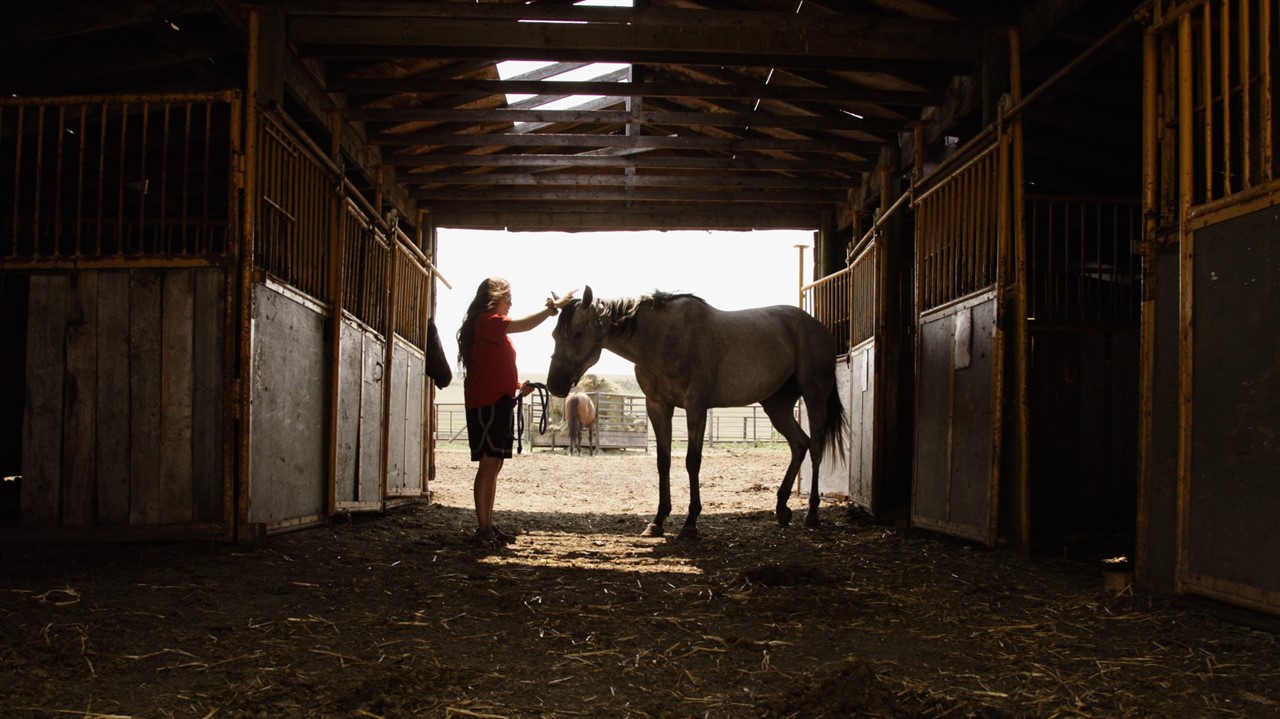 Woman grooming a horse