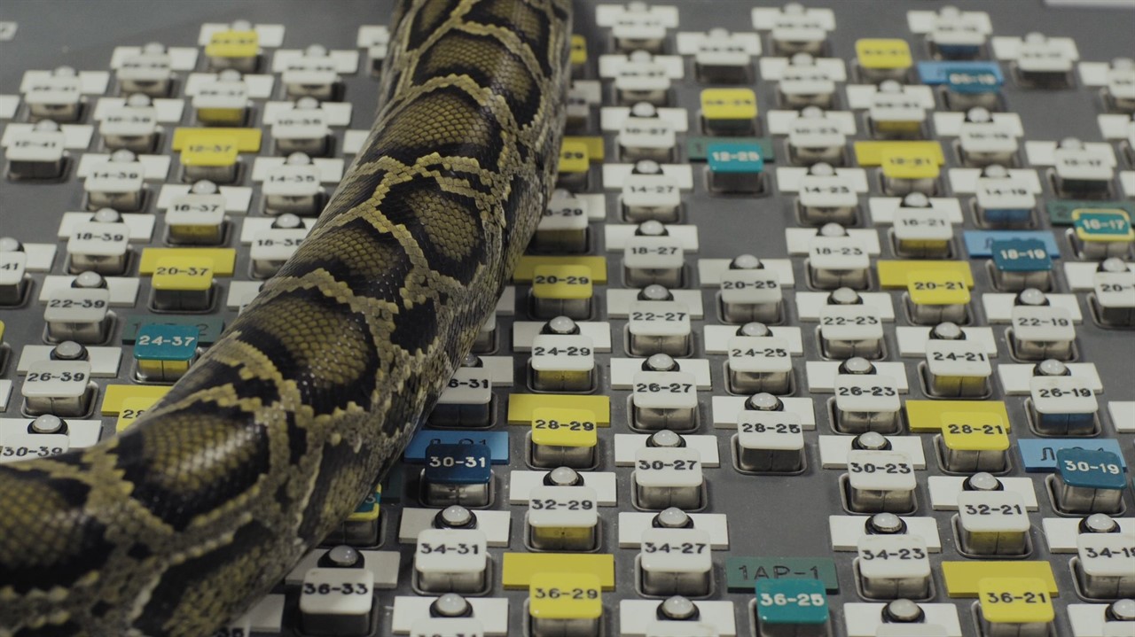 A snake's long body splayed out on a keyboard.