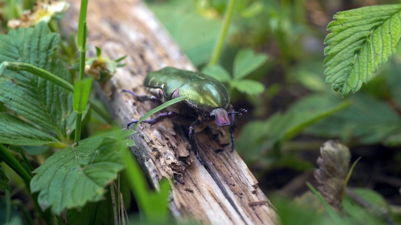Shiny beetle on a log