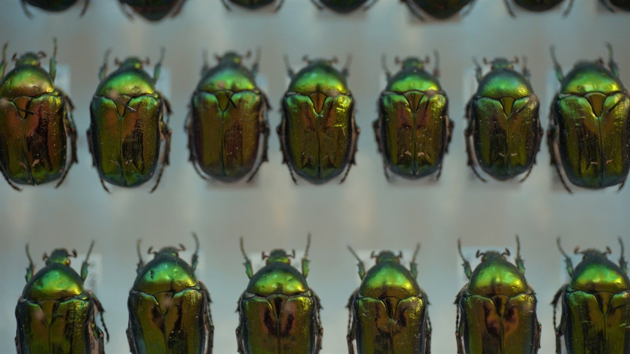 Rows of shiny beetles on display