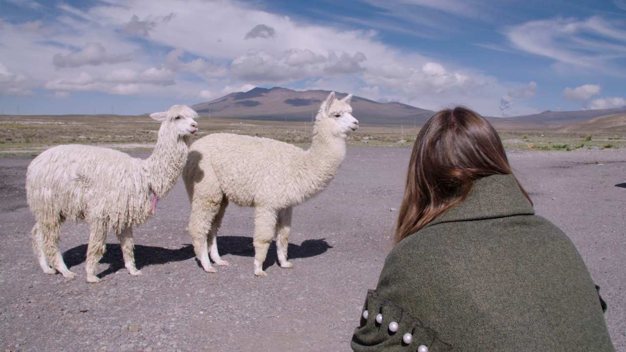 a person looking at two llamas