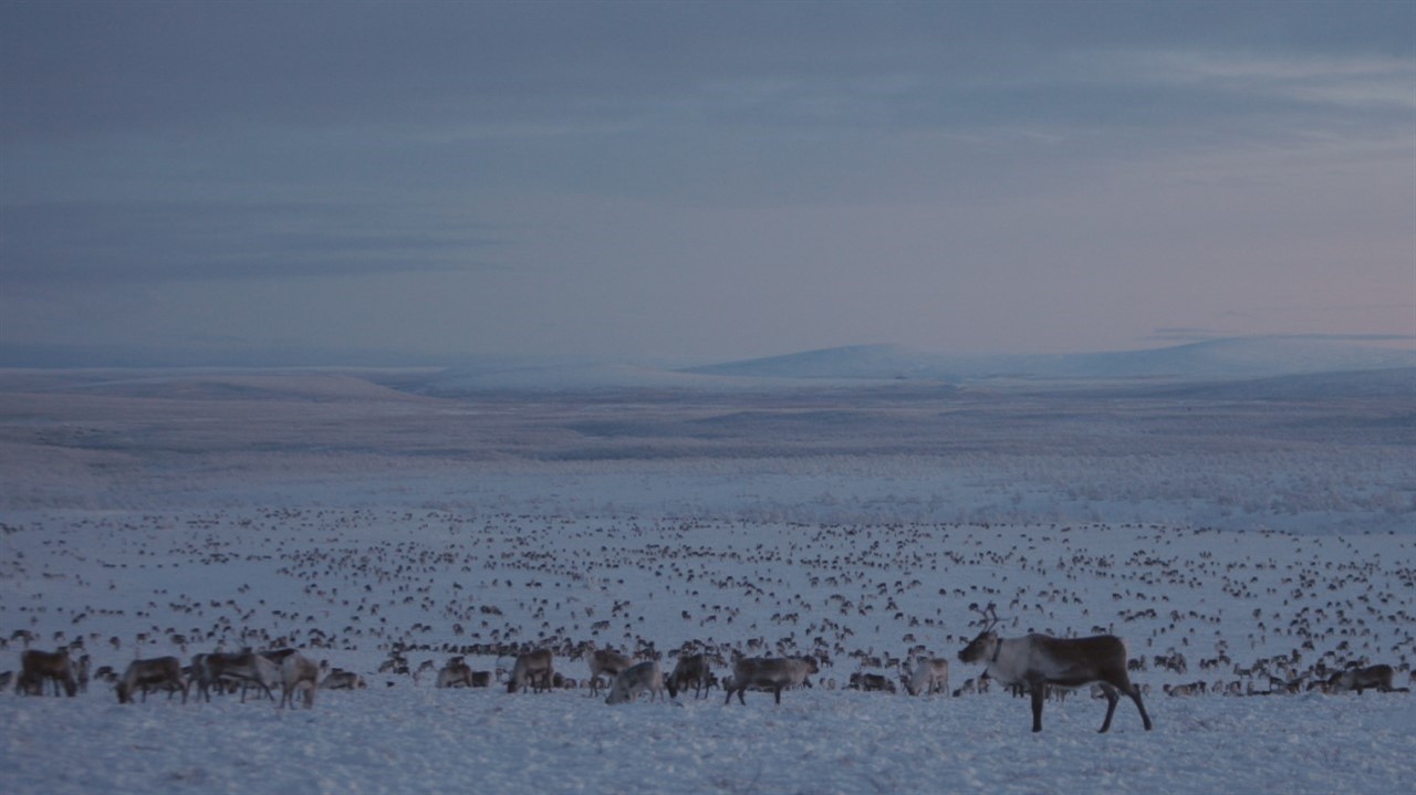 Herd of deer in the snow