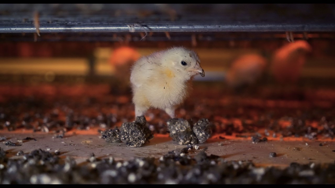 A little chick standing amongst dirt.