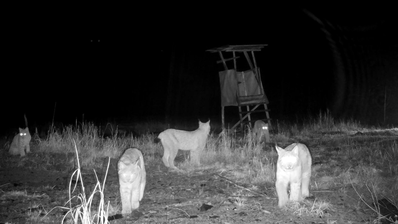 a group of lynx at night with glowing eyes