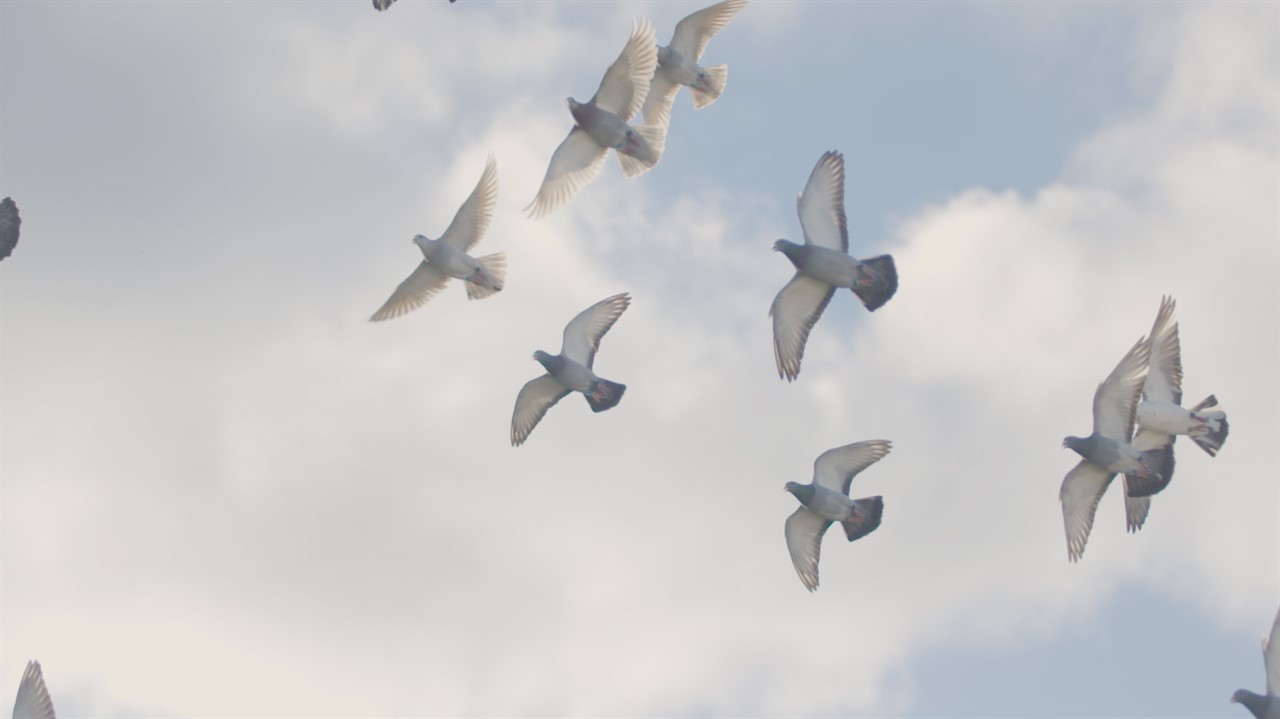 Flock of pigeons flying overhead