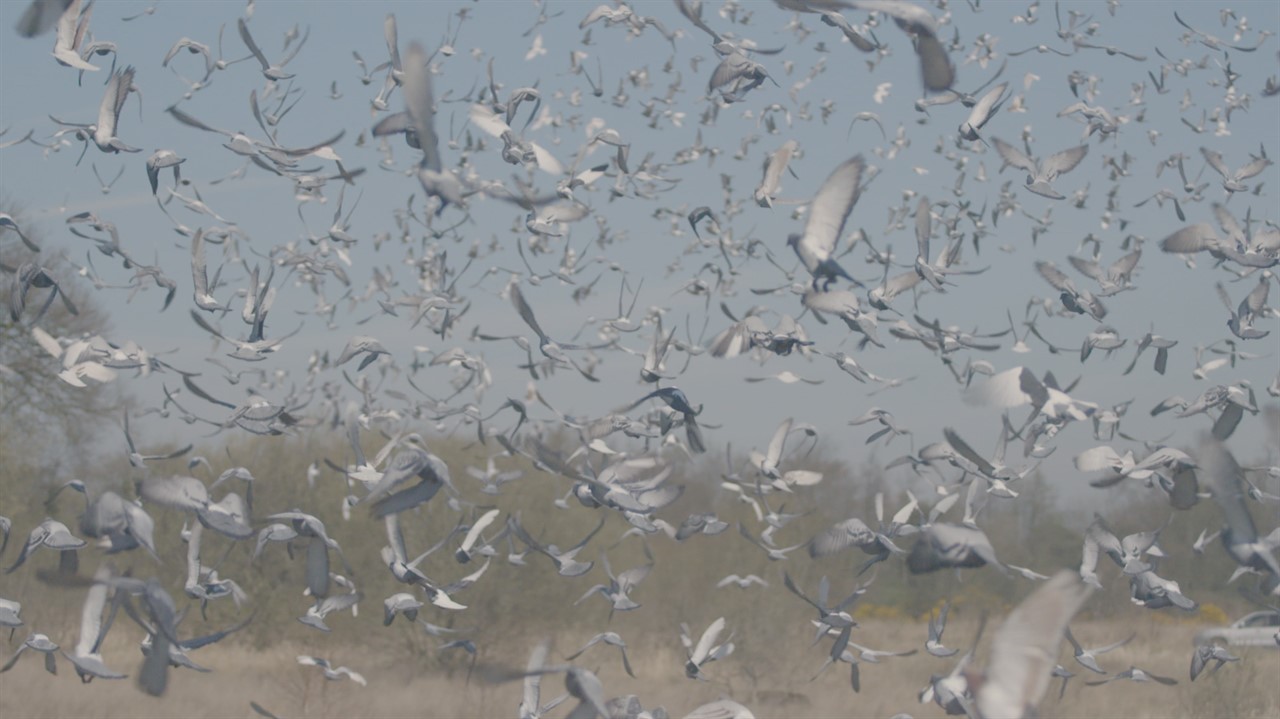 Flock of pigeons flying in the sky