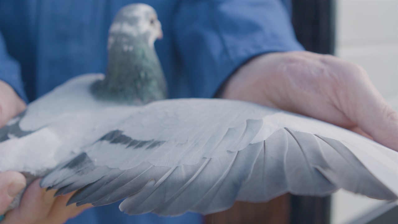 Hand holding pigeon's wing outstreched