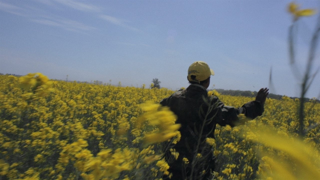 Man in field of yellow flowers