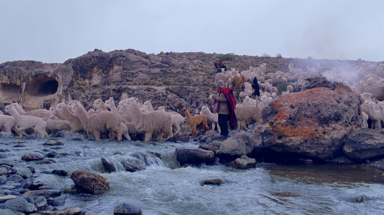 A herd of alpacas wading across a river