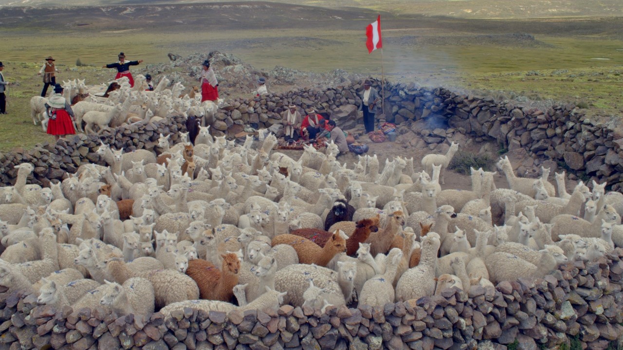 A herd of alpaca enclosed in rock-walled pen