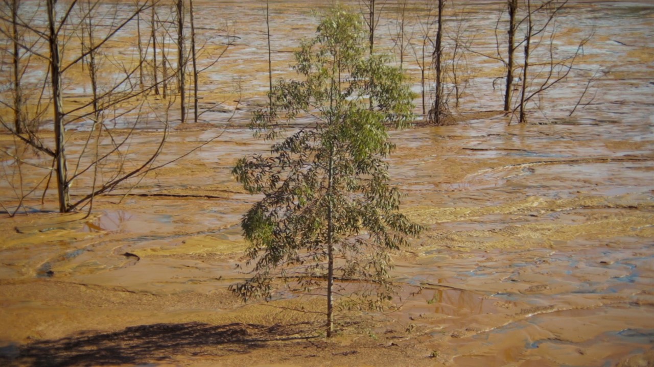 A small tree in the middle of mud