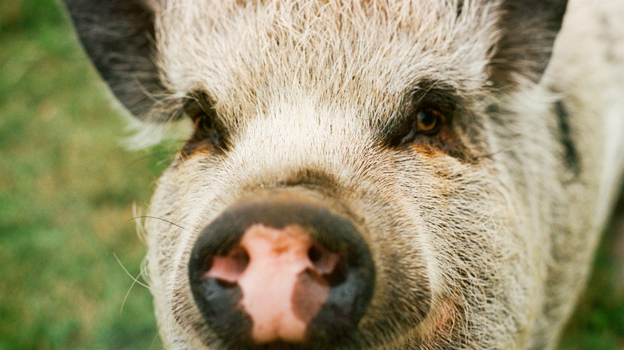 Closeup of a pig