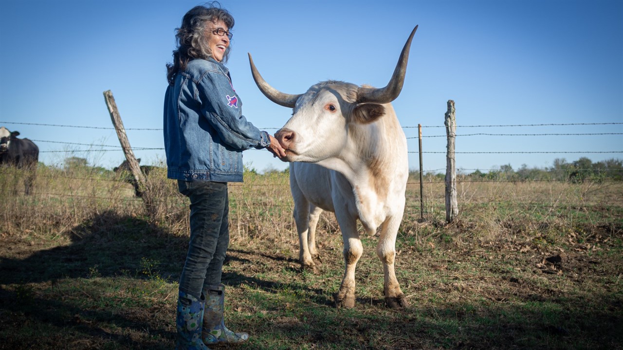 A woman in a jean jacket feeds a bull with large h