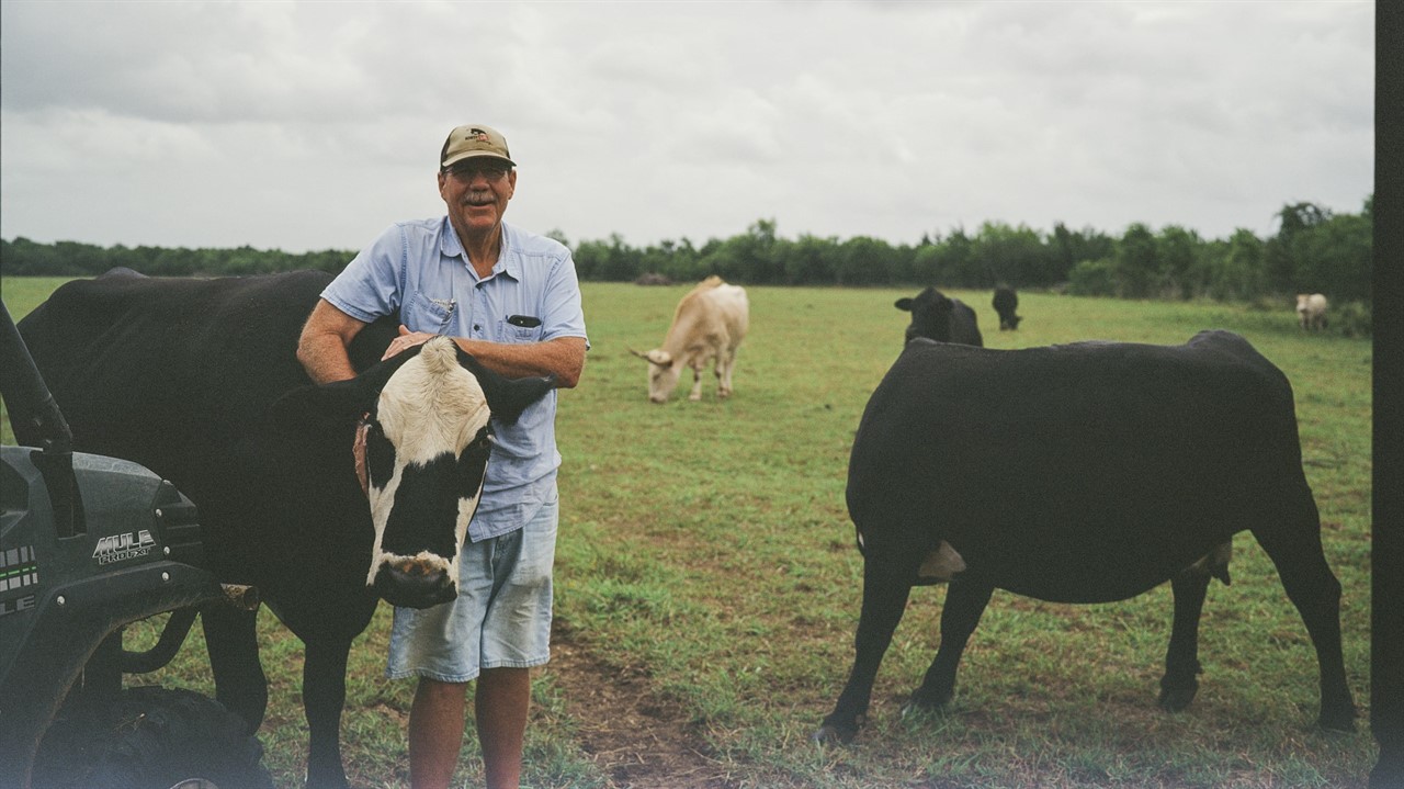 A man stands with a cow in a field of cows