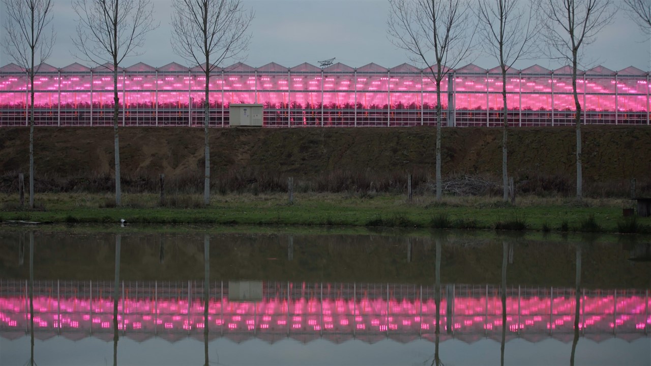 A row of greenhouses at dusk lit from inside