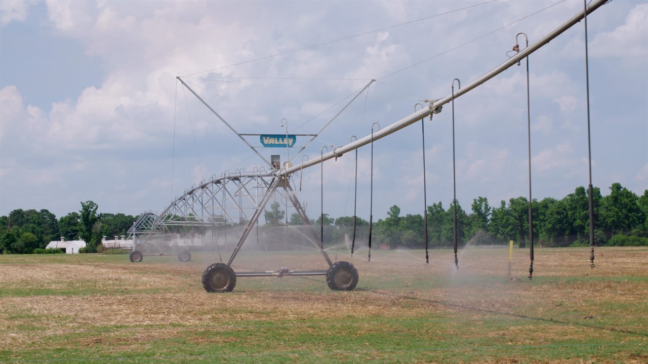 Sprinklers irrigating field