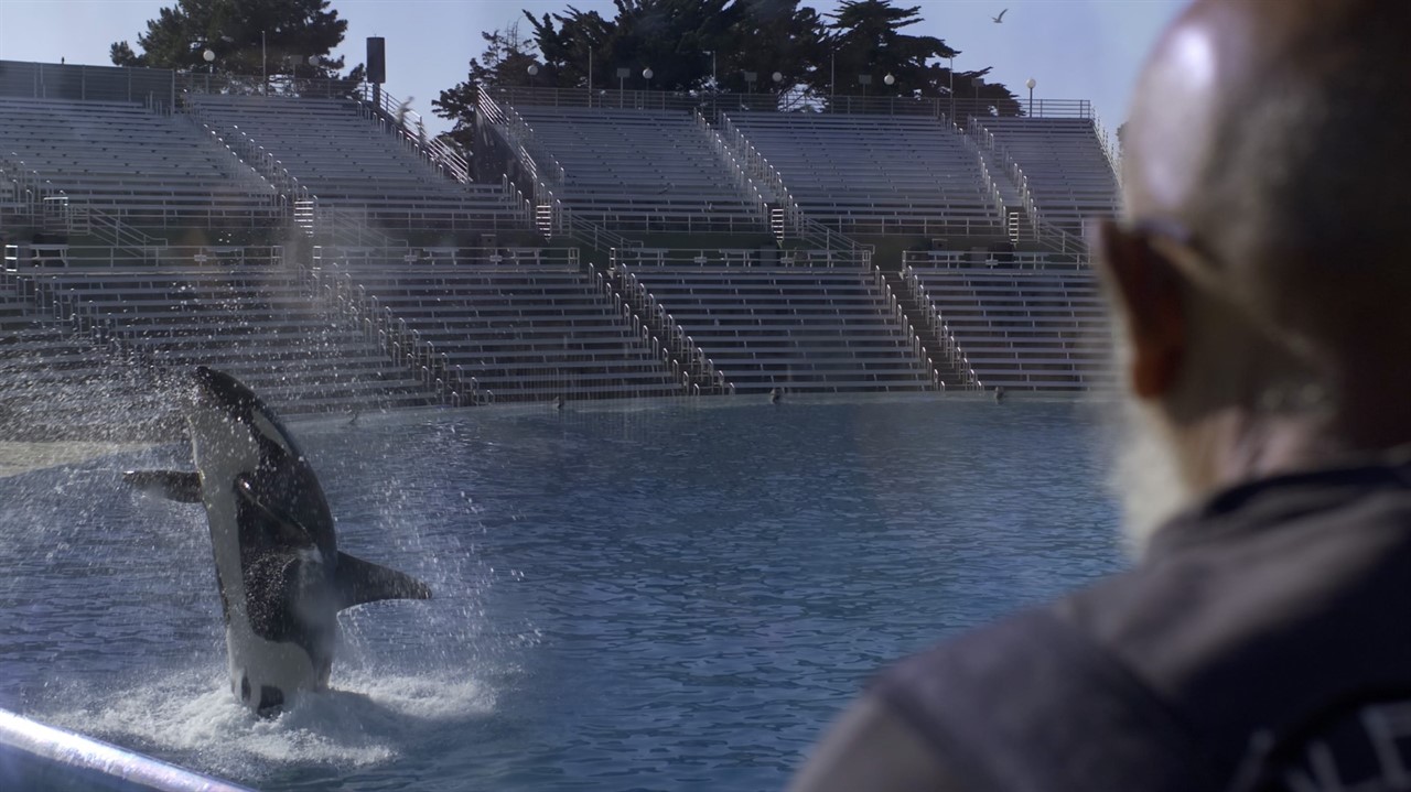 Man watching orca jumping in pool