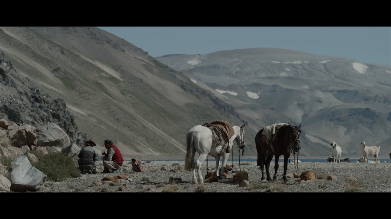 Teathered horses against large hills